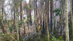 Daun Rumbia Terbawa Angin, Atap Rumah Warga Ikut Terbakar