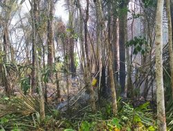 Daun Rumbia Terbawa Angin, Atap Rumah Warga Ikut Terbakar