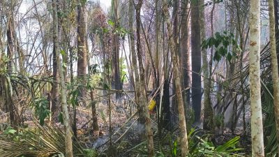 Daun Rumbia Terbawa Angin, Atap Rumah Warga Ikut Terbakar