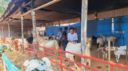 Kontes Kambing dan Bazar UMKM Dorong Ekonomi Desa Sumber Rejeki