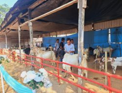 Kontes Kambing dan Bazar UMKM Dorong Ekonomi Desa Sumber Rejeki