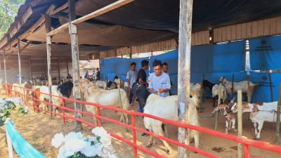 Kontes Kambing dan Bazar UMKM Dorong Ekonomi Desa Sumber Rejeki