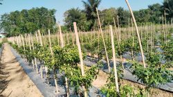 Harga Cabai Tiung Tanjung di Balangan Tembus Rp95 Ribu per Kilogram