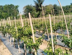 Harga Cabai Tiung Tanjung di Balangan Tembus Rp95 Ribu per Kilogram