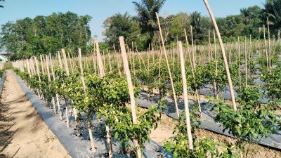 Harga Cabai Tiung Tanjung di Balangan Tembus Rp95 Ribu per Kilogram