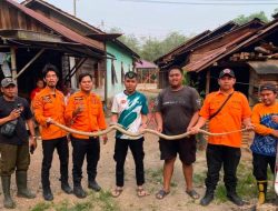 TRC BPBD Balangan Amankan Ular Kobra Lebih dari Dua Meter di Sungai Katapi