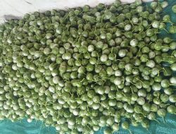 Terong Lalap Tembus Rp18 Ribu per Kilogram, Petani Balangan Tersenyum